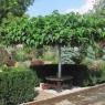 Шелковица или тутовое дерево: основные сорта
