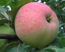 Старинные сорта яблони в садах валаама Названия яблонь по алфавиту