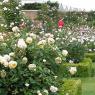 Описание сорта роз «Клэр Остин» с отзывами, уходом и фото Роза клер роуз энциклопедия роз