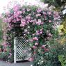 Вертикальное озеленение и плетистая роза Вьющиеся цветы розы дома