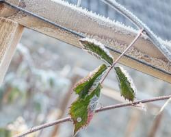 Как спасти растения от весенне-летних заморозков