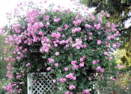 Вертикальное озеленение и плетистая роза Вьющиеся цветы розы дома