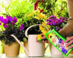 Уход за цветком глоксиния: условия для обильного цветения «колокольчиков Глоксиния махровая уход в домашних условиях
