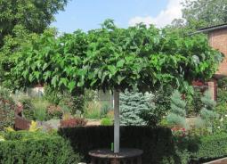 Шелковица или тутовое дерево: основные сорта